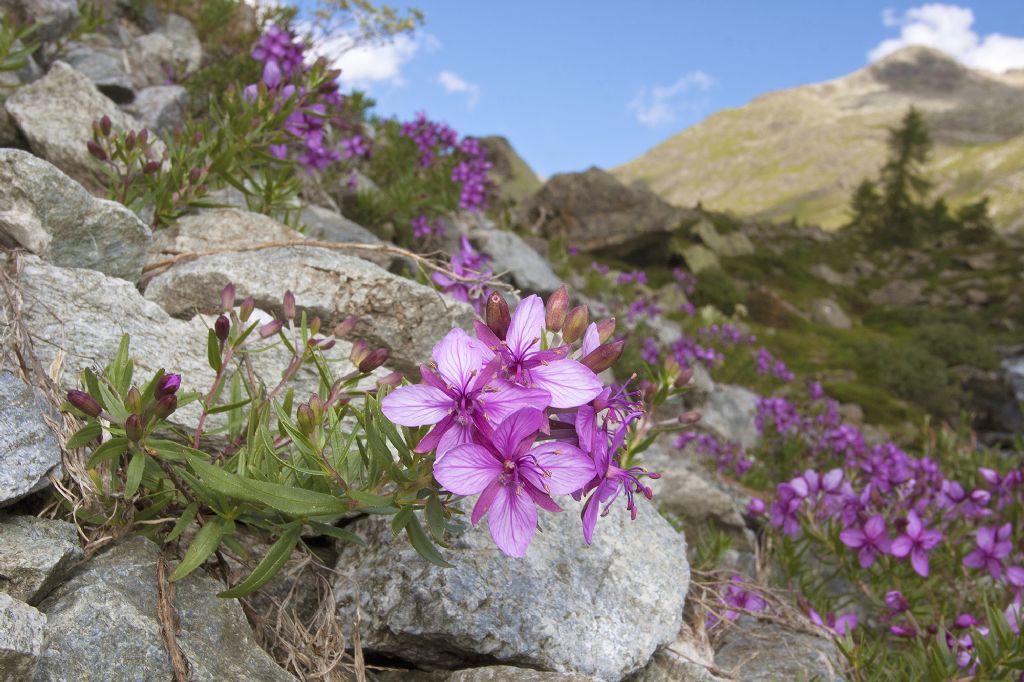 Chamaenerion fleischeri (ex Epilobium fleischeri) / Epilobio di Fleischer