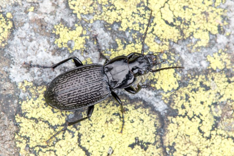 Carabidae: Pterostichus cribratus