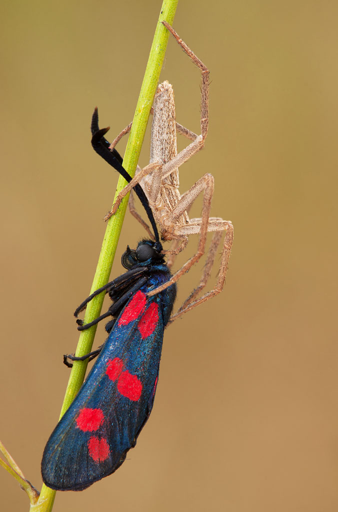 Tibellus sp. con Zygaena - Groane (MI)