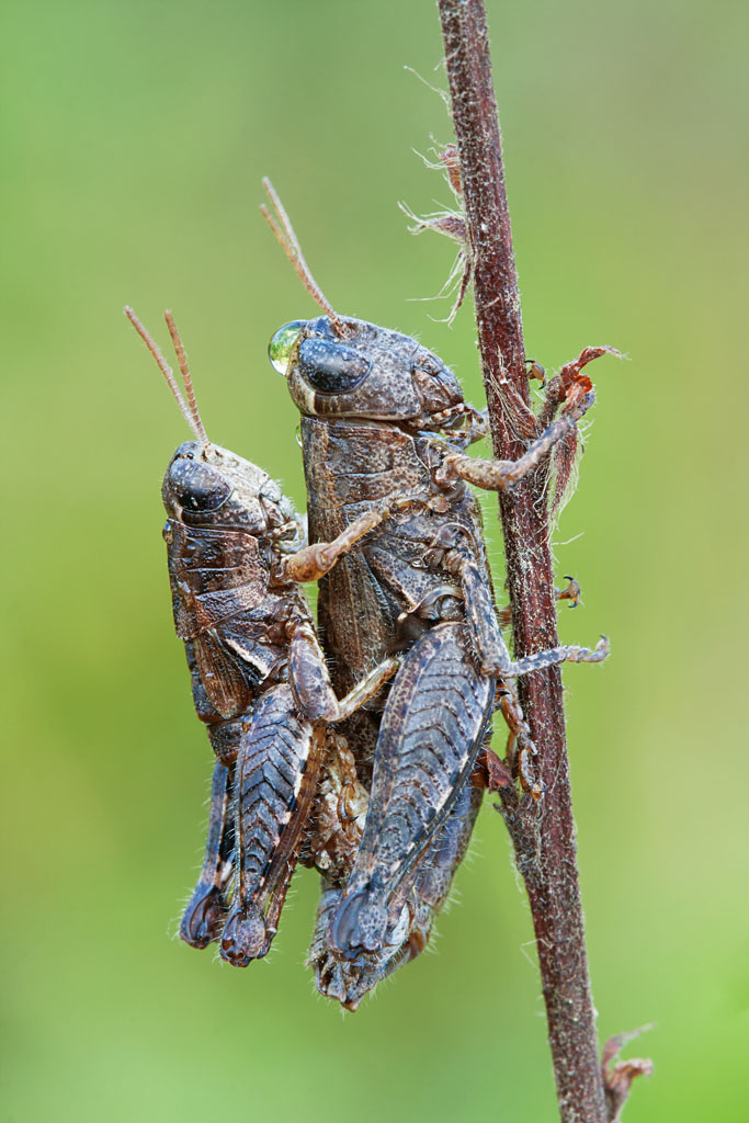 Identificazione ortotteri