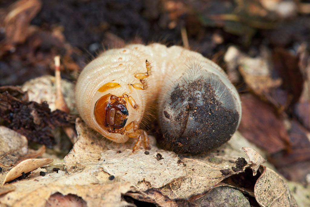 Larva di scarabeide