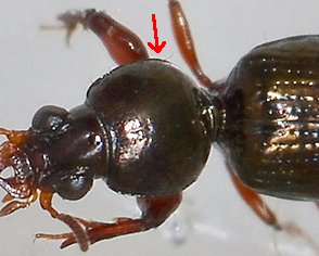 Dyschirius sp.