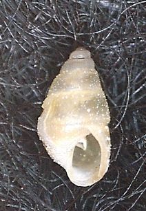 Rissoidae sp