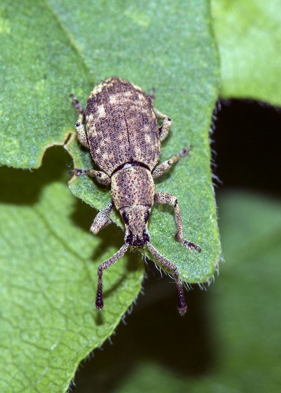 Curculionidae: Simo cfr. hirticornis