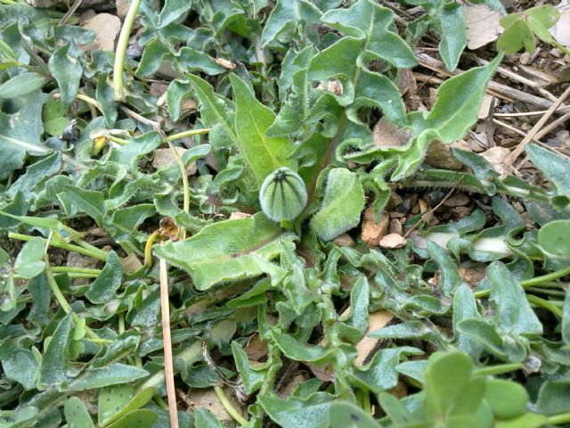 Determinazione - Forse Crepis bursifolia