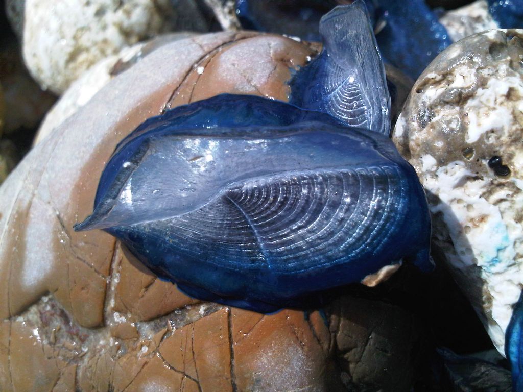 Velella velella a Santa Severa (RM)