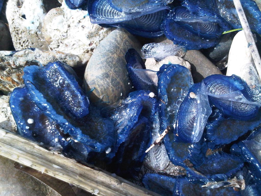 Velella velella a Santa Severa (RM)