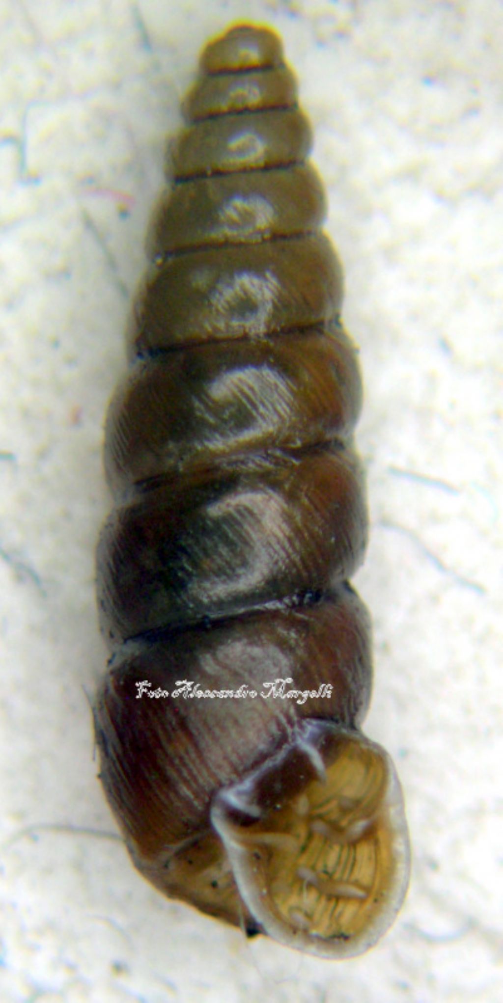 Chondrina multidentata multidentata