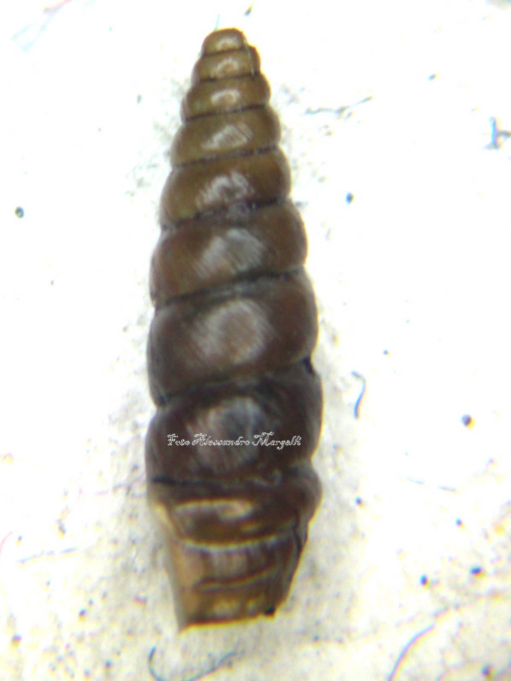 Chondrina multidentata multidentata