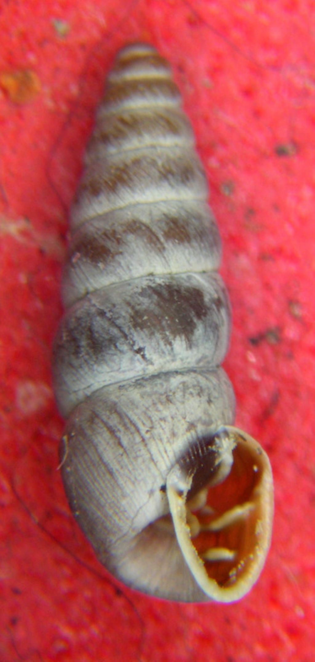 Chondrina multidentata multidentata