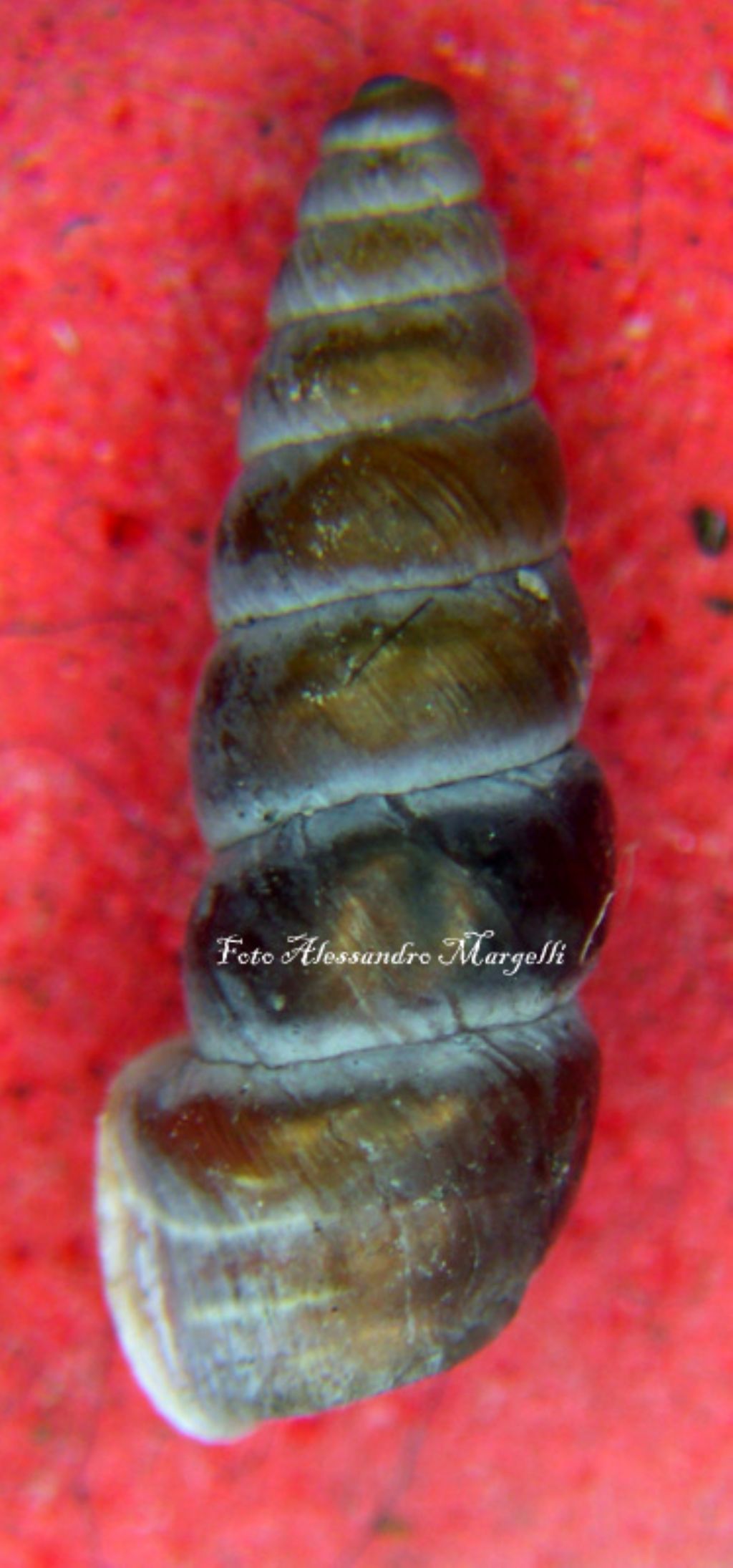 Chondrina multidentata multidentata