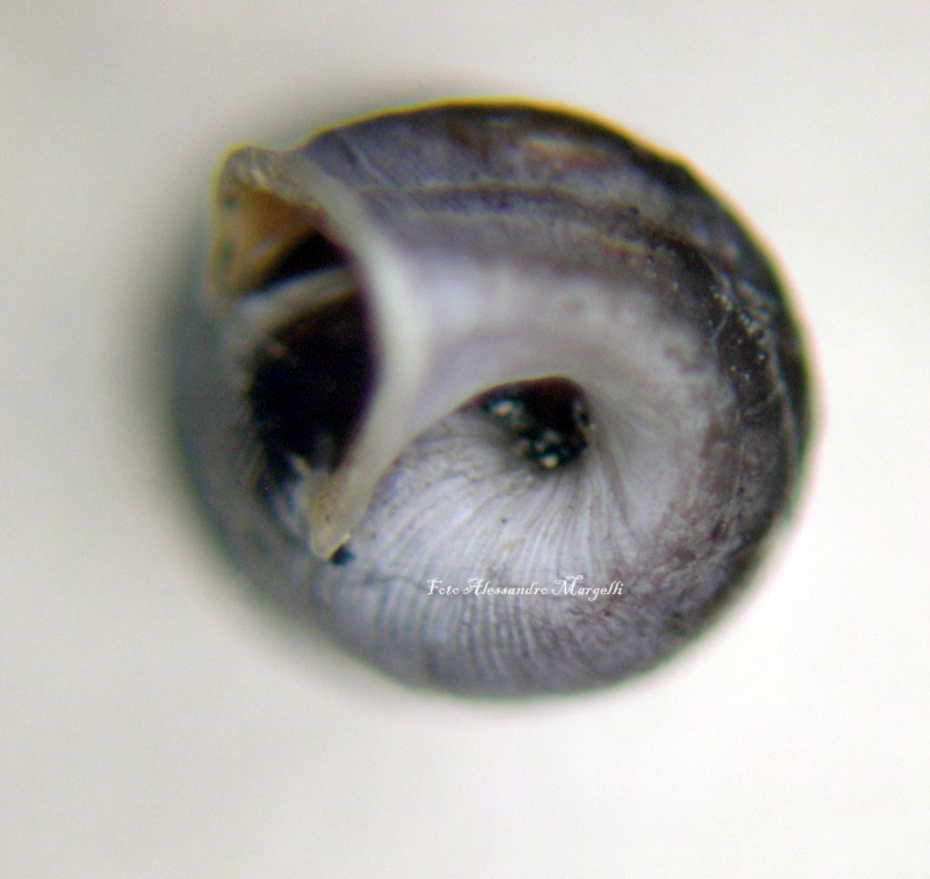 Chondrina multidentata multidentata