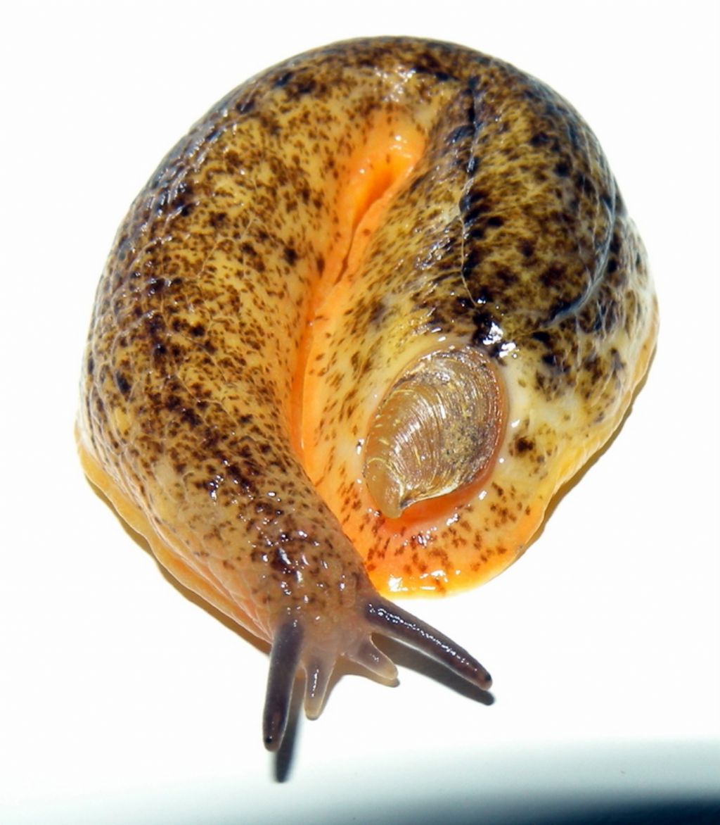 Testacella  scutulum