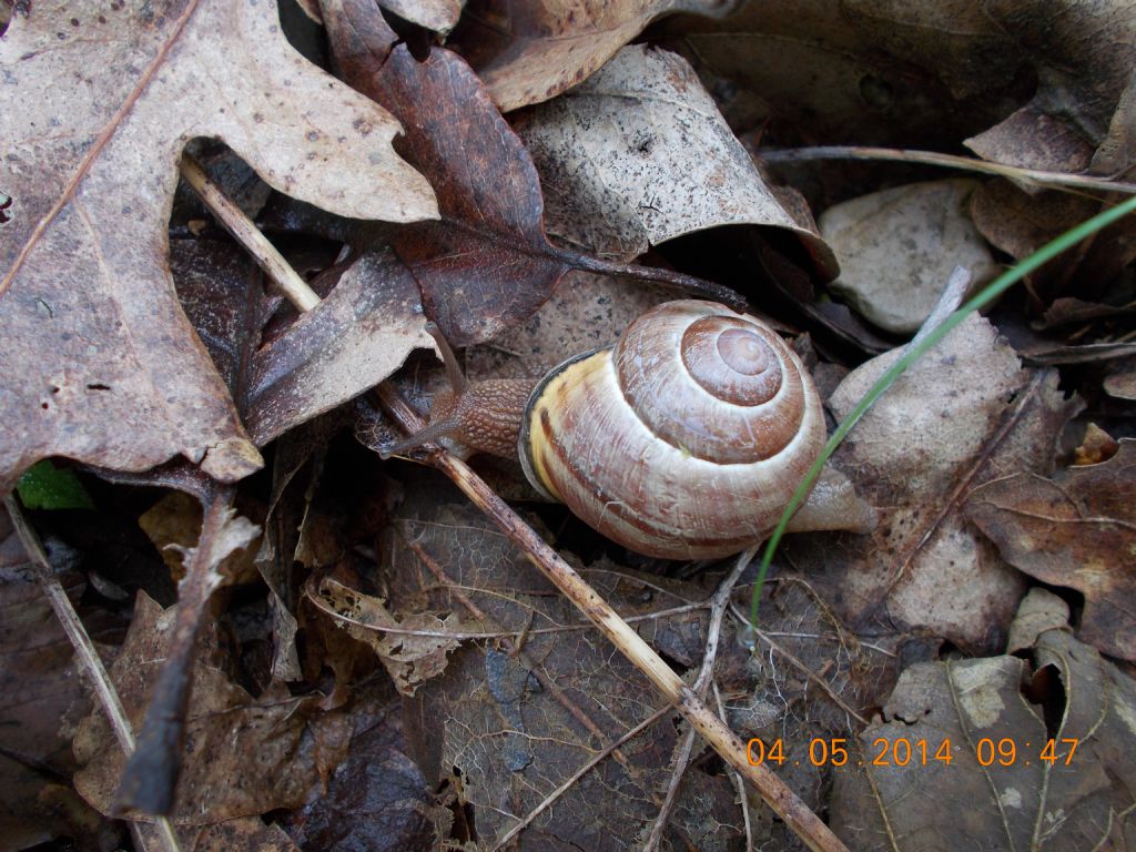 Cepaea nemoralis vicina di casa