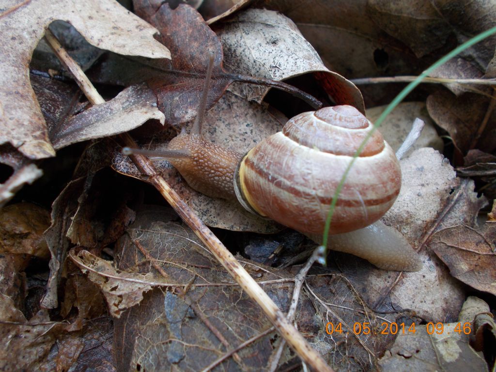 Cepaea nemoralis vicina di casa