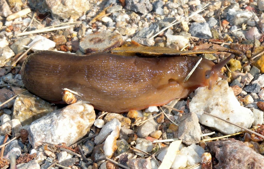 Limax sull''Argentario (GR)