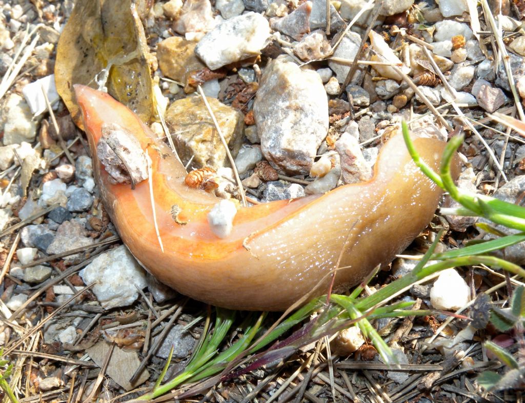 Limax sull''Argentario (GR)