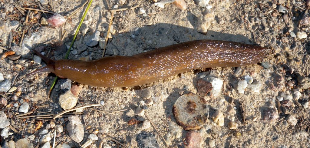 Limax sull''Argentario (GR)