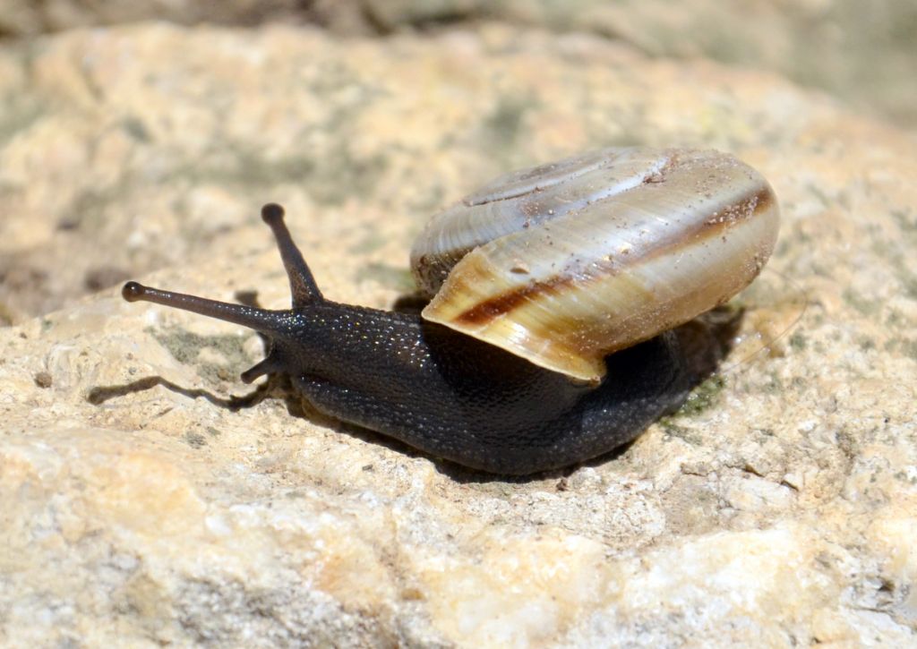 Chilostoma cingulatum