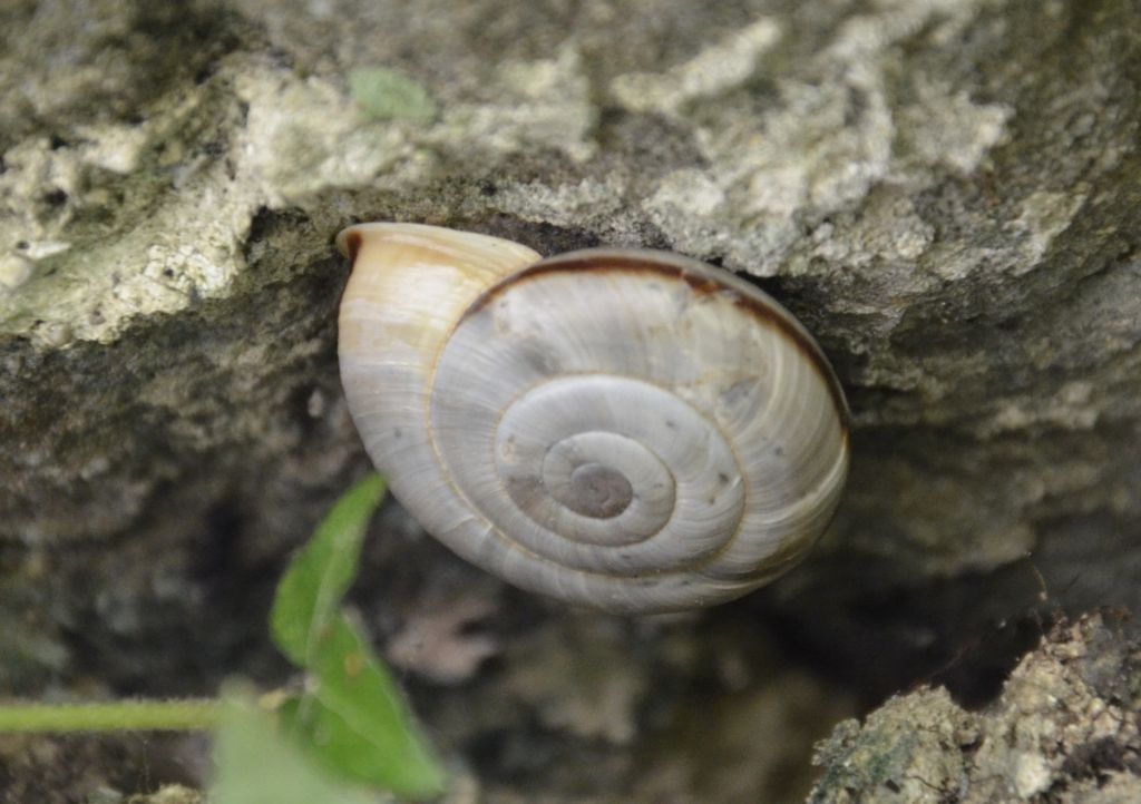 Chilostoma cingulatum