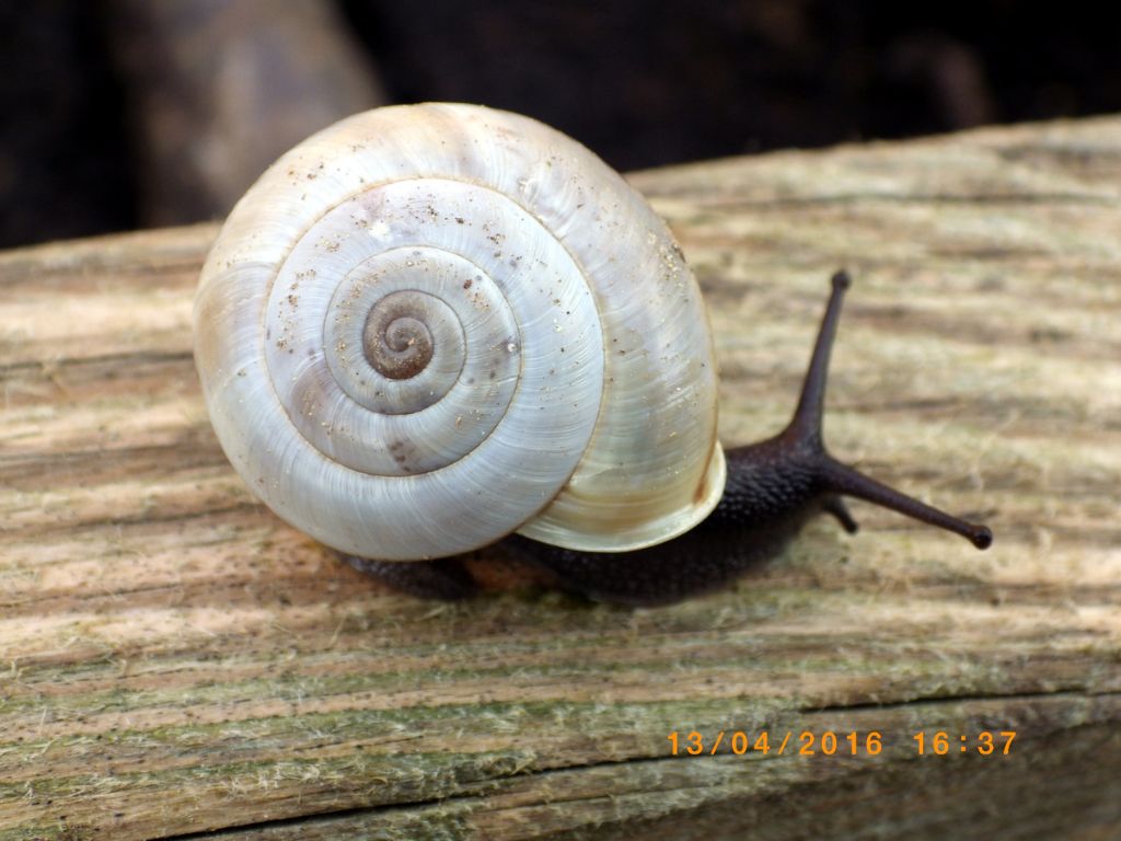 Chilostoma cingulatum