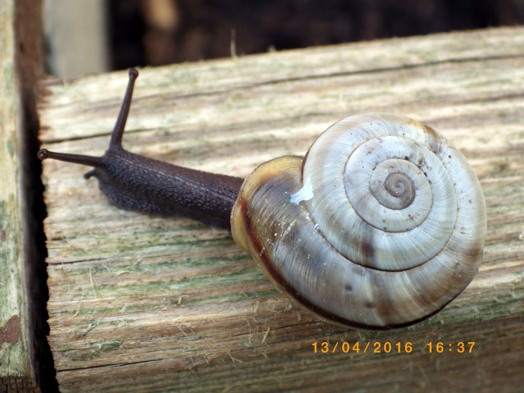 Chilostoma cingulatum