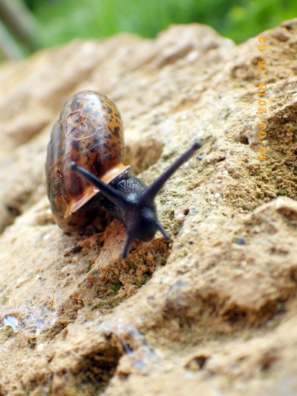 Chilostoma cingulatum