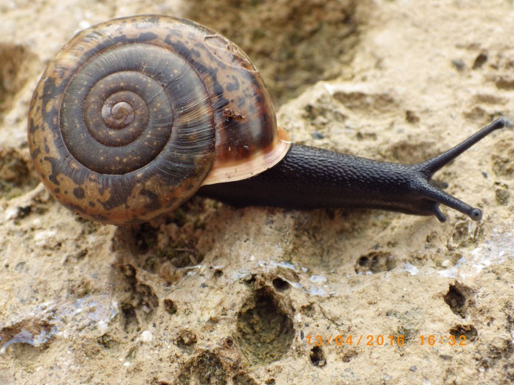 Chilostoma cingulatum