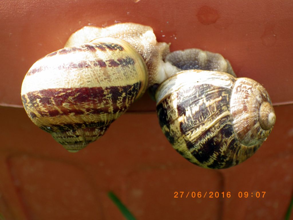 Copula Cornu aspersum