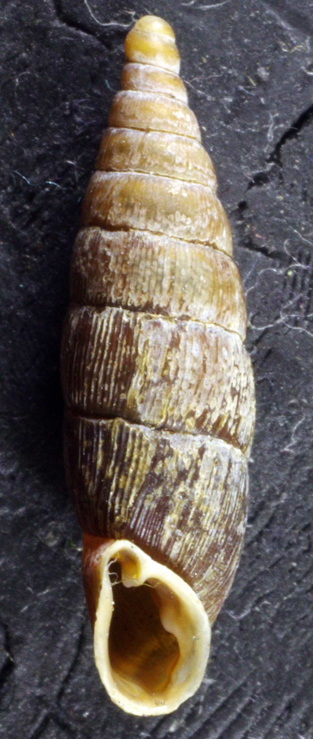 Clausilia ?