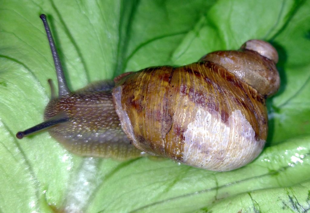 Cornu aspersum anomala