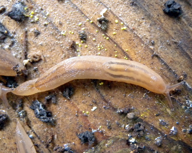 Lehmannia melitensis (Lessona & Pollonera, 1882) ?