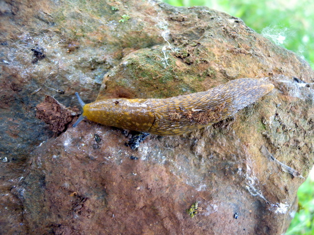 Limacus flavus di Antas vic.Fluminimaggiore/Sardegna