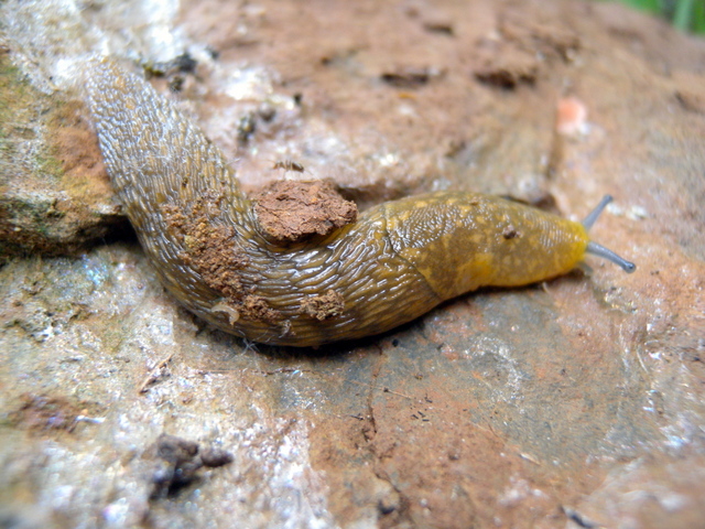 Limacus flavus di Antas vic.Fluminimaggiore/Sardegna