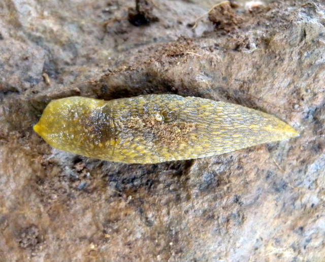 Limacus flavus di Antas vic.Fluminimaggiore/Sardegna