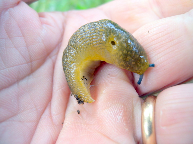 Limacus flavus di Antas vic.Fluminimaggiore/Sardegna