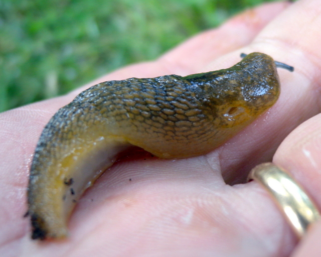 Limacus flavus di Antas vic.Fluminimaggiore/Sardegna