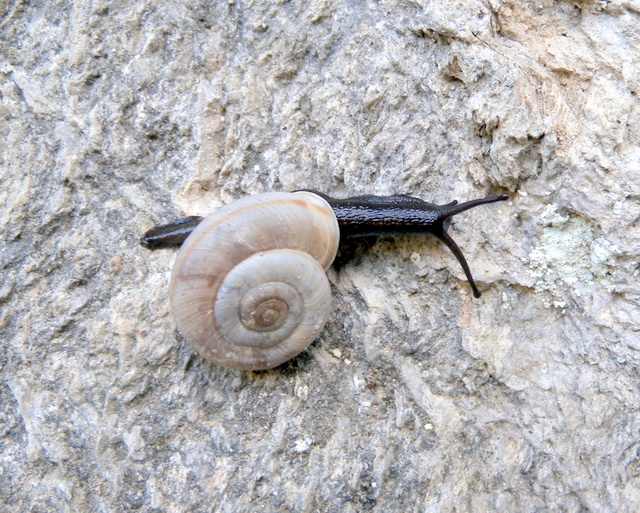 Chilostoma (Chilostoma) cingulatum infernale