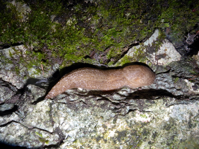 Gole dell''Infernaccio (FM): Limax cf maximus (?)