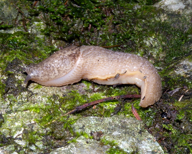 Gole dell''Infernaccio (FM): Limax cf maximus (?)