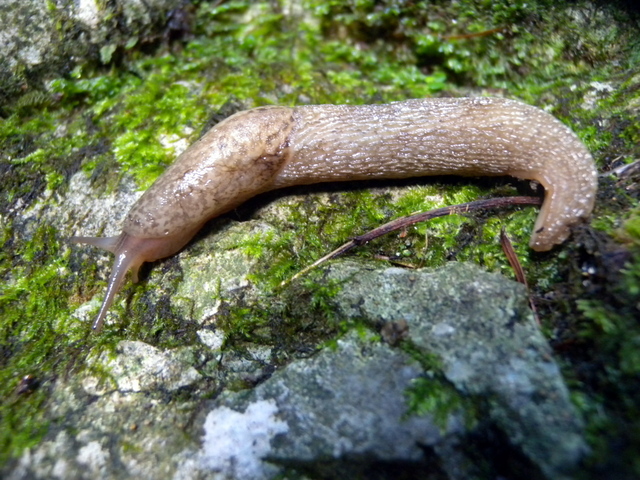 Gole dell''Infernaccio (FM): Limax cf maximus (?)