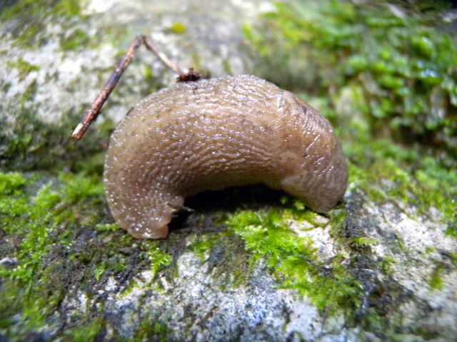 Gole dell''Infernaccio (FM): Limax cf maximus (?)