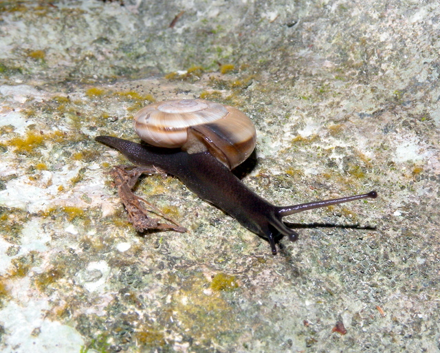 Chilostoma (Chilostoma) cingulatum infernale