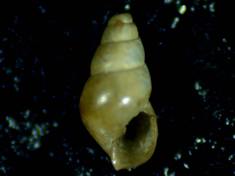 Odostomia lorellae?