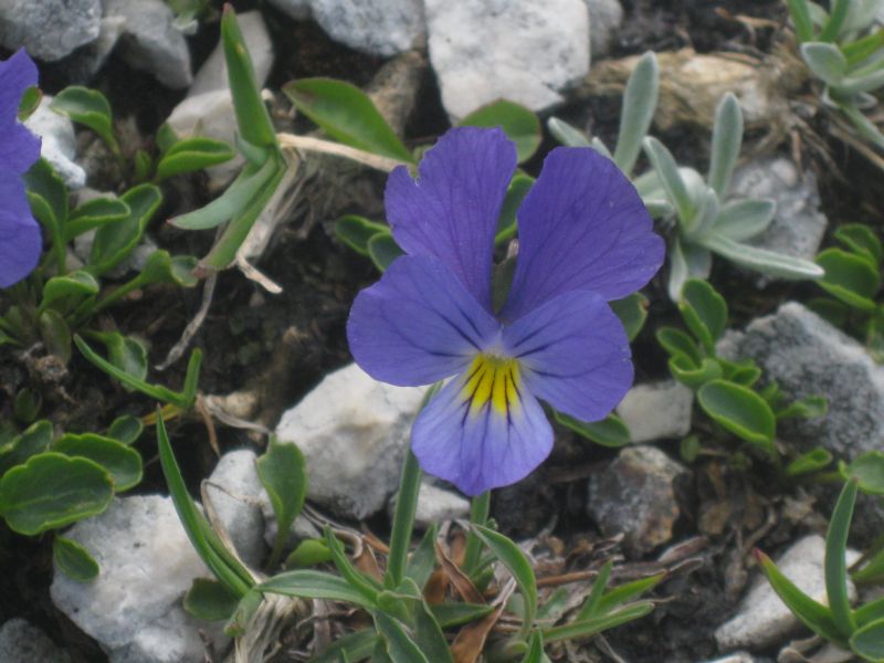 Viola eugeniae