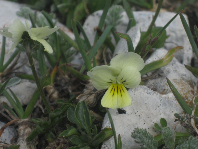 Viola eugeniae