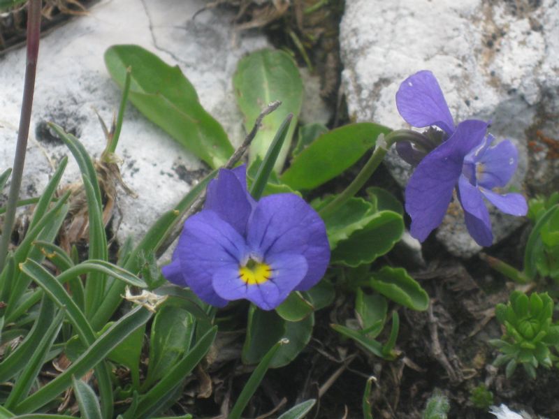 Viola eugeniae