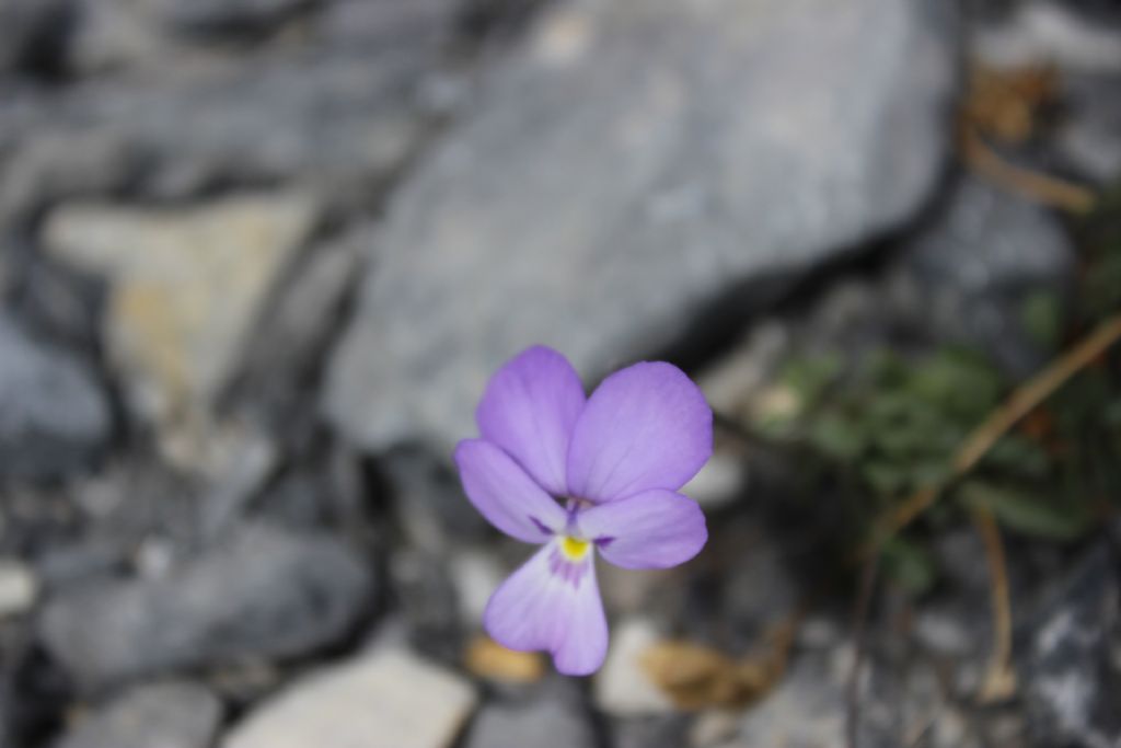 Viola valderia al monte Grai