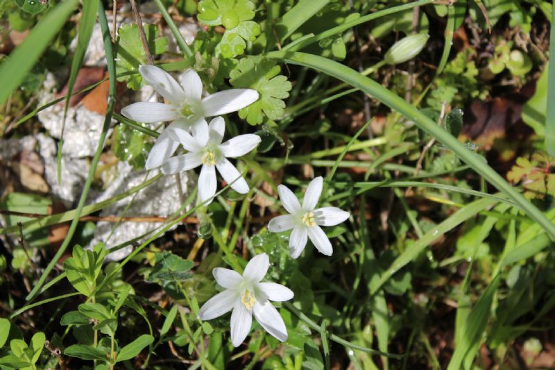 Sardegna (Berchidda OT) - Ornithogalum corsicum