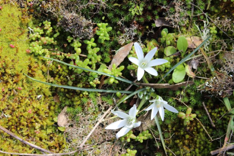 Sardegna (Berchidda OT) - Ornithogalum corsicum